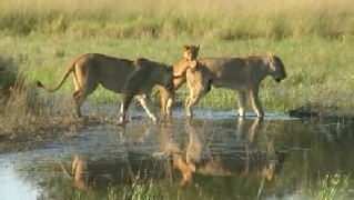 Adorable Lions